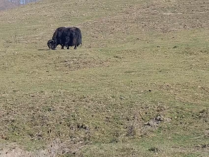 БТ Вајлд Ранч