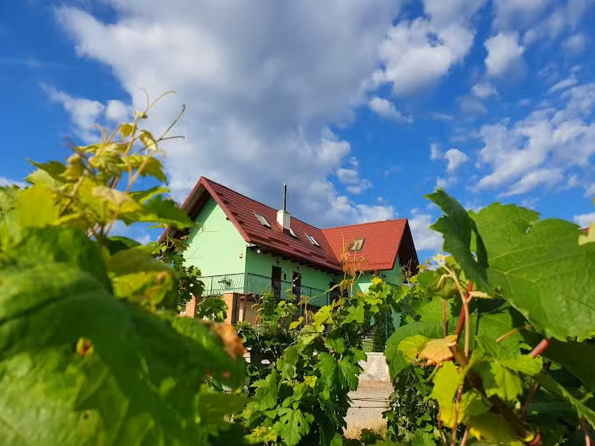 Къщата сред лозите