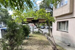 G&icirc;te Pisicuta et G&icirc;te Motanel