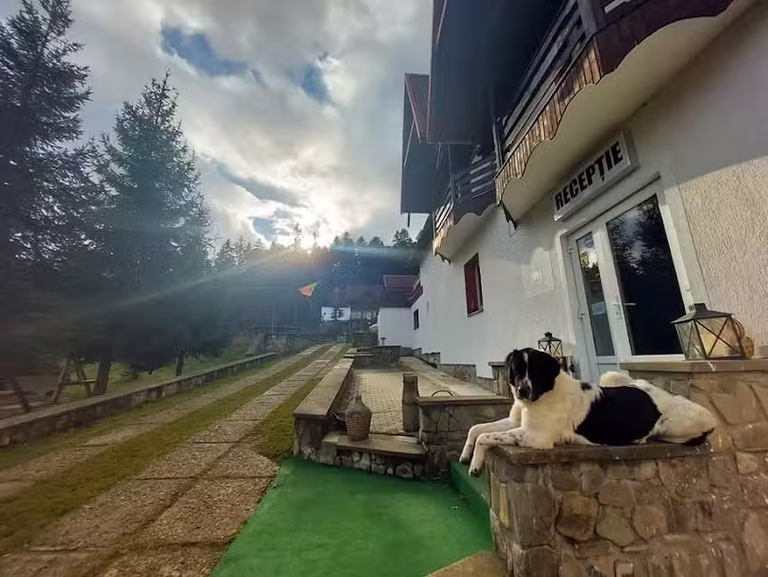 Цвет рунолиста