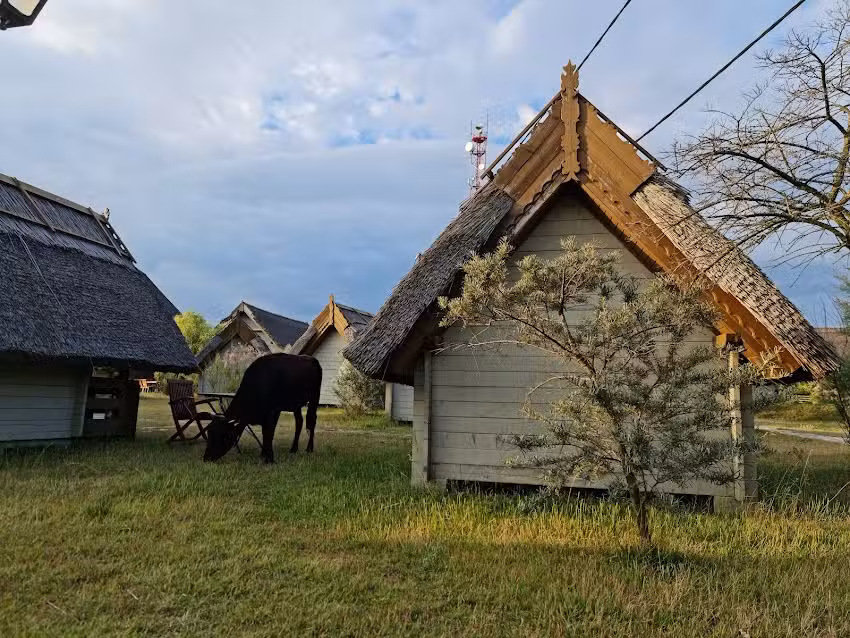 Зелени делфин