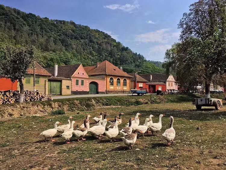 Корнблуме Малмкрог