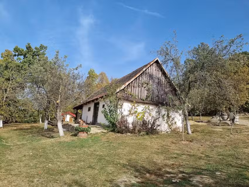 Лавандула Карашова