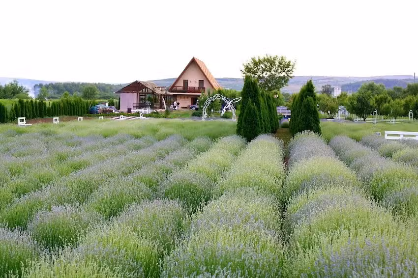 Lavanda Lola