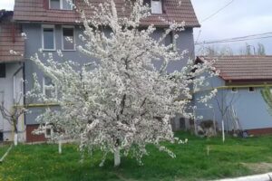 Шкорпион