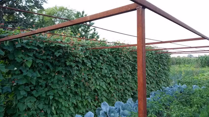 A mező cs&uacute;csa