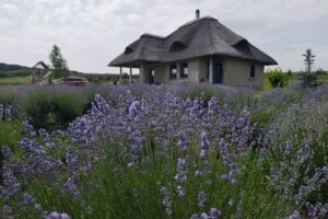 Огнището на шарана