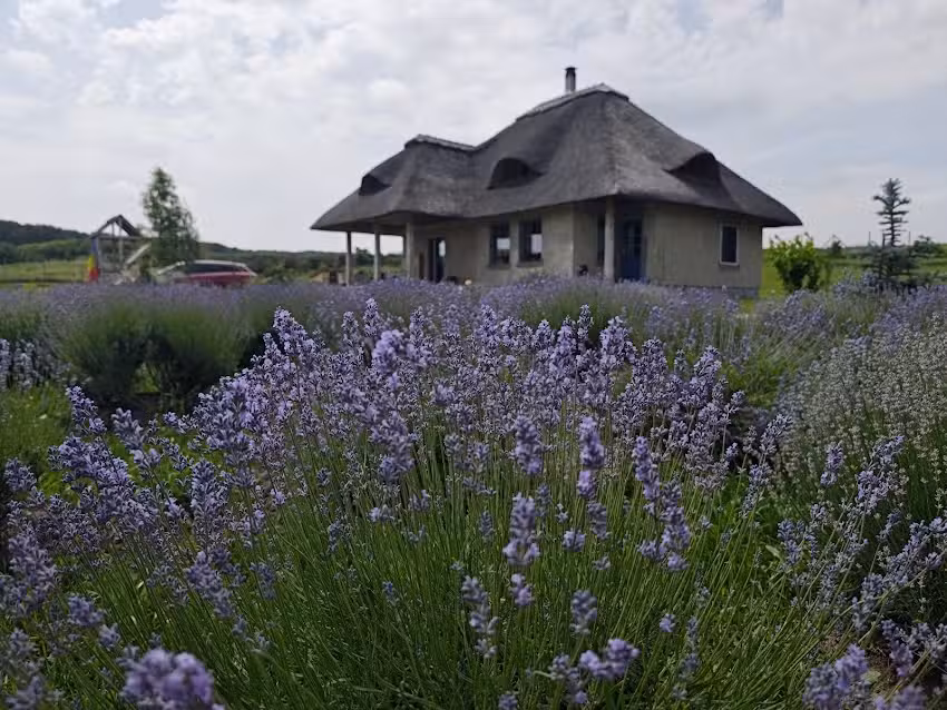 Огнището на шарана